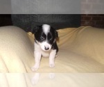 Small Photo #35 Border Collie Puppy For Sale in AIKEN, SC, USA