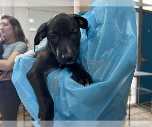 American Staffordshire Terrier-Unknown Mix Dogs for adoption in Raleigh, NC, USA