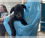 Small American Staffordshire Terrier Mix