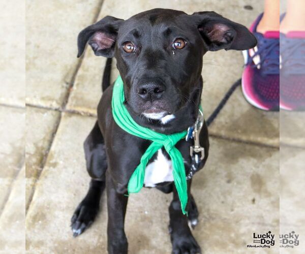 Medium Photo #18 Labrador Retriever-Unknown Mix Puppy For Sale in Washington, DC, USA