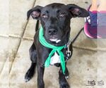 Small #17 Labrador Retriever Mix
