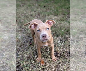 Mutt Dogs for adoption in Wenonah, NJ, USA