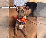 Small #12 Bull Terrier Mix