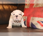 Small #5 English Bulldog