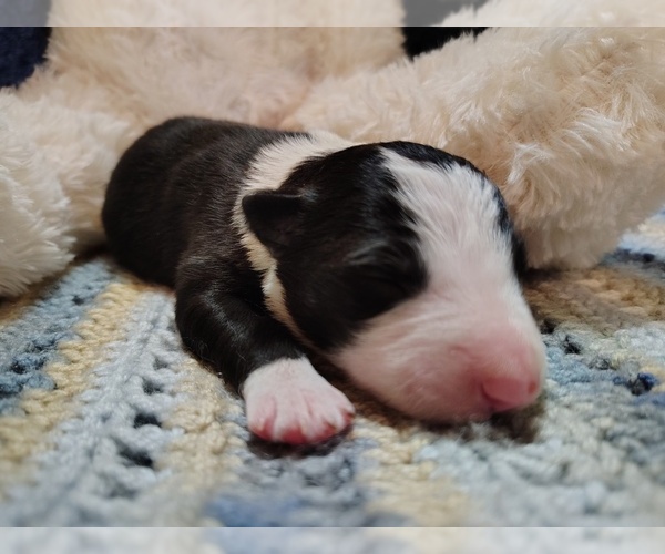 Medium Photo #1 Border Collie Puppy For Sale in NORBORNE, MO, USA