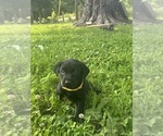 Puppy Puppy 6 Yellow Labrador Retriever