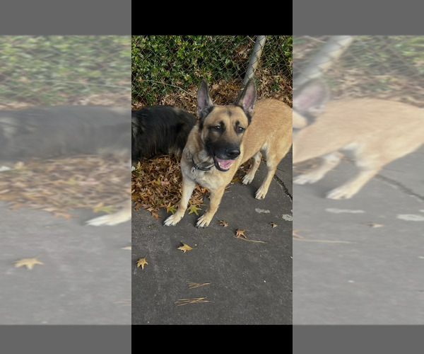 Medium Photo #1 German Shepherd Dog Puppy For Sale in TUCKER, GA, USA