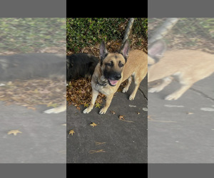 Mother of the German Shepherd Dog puppies born on 07/27/2026