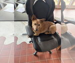 Small Pembroke Welsh Corgi Mix
