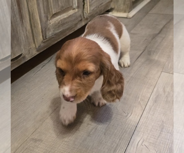 Medium Photo #11 Dachshund Puppy For Sale in NEOSHO, MO, USA