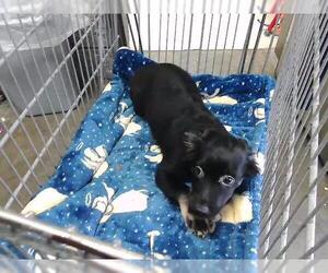 German Shepherd Dog-Unknown Mix Dogs for adoption in Tulsa, OK, USA