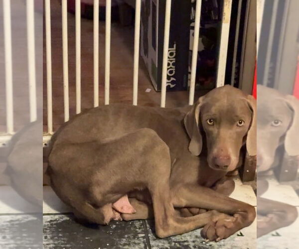 Medium Photo #9 Weimaraner Puppy For Sale in Brewster, NY, USA