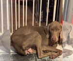 Small #8 Weimaraner