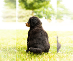 Small Photo #5 Bernese Mountain Dog Puppy For Sale in TOPEKA, IN, USA