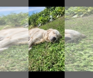 Mother of the English Cream Golden Retriever puppies born on 10/06/2025