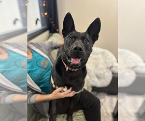 Jack - Male Mutt Dog for Adoption - Photo #2