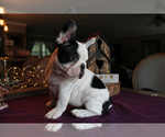 Small Photo #1 French Bulldog Puppy For Sale in NEW SMYRNA, FL, USA