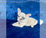 Small #69 French Bulldog