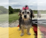 Small #1 Morkie