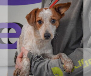 Diwali - Male Dachshund-Red Heeler Mix Dog for Adoption - Photo #3