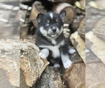 Small #2 Alaskan Klee Kai-Pomsky Mix