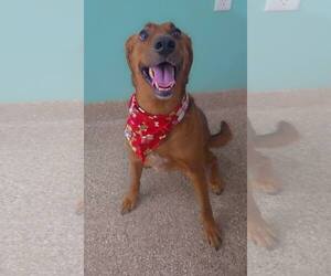 Mutt Dogs for adoption in Martinsburg, WV, USA