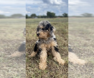 Labradoodle Puppy for Sale in HARRAH, Oklahoma USA