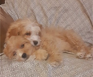 Cavachon Puppy for sale in WOODBURY, MN, USA