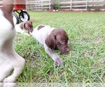 Small Photo #3 German Shorthaired Pointer Puppy For Sale in QUITMAN, TX, USA