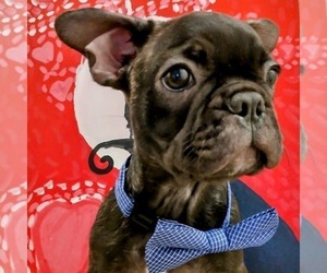 French Bulldog Puppy for sale in TAMPA, FL, USA