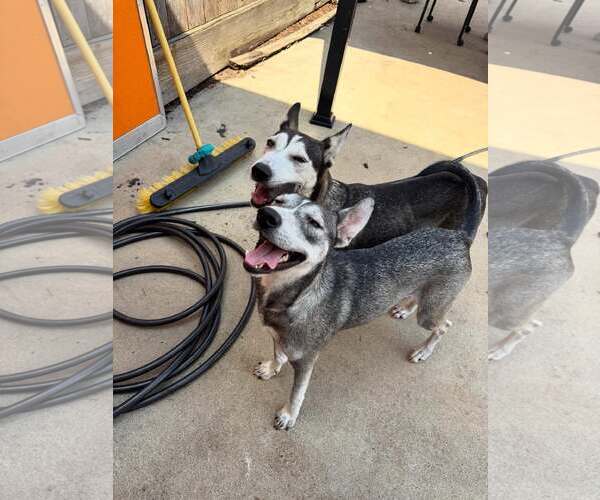 Medium Photo #5 Siberian Husky-Unknown Mix Puppy For Sale in Houston, TX, USA