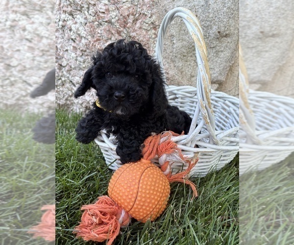Medium Photo #4 Havapoo Puppy For Sale in MIDDLEBURY, IN, USA