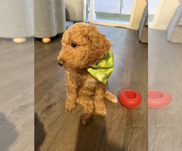 Medium Photo #17 Goldendoodle mix (+ Poodle Standard) Puppy For Sale in SEFFNER, FL, USA