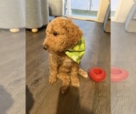 Small #16 Goldendoodle mix (+ Poodle Standard)
