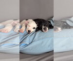 Small #4 Labrador Retriever Mix