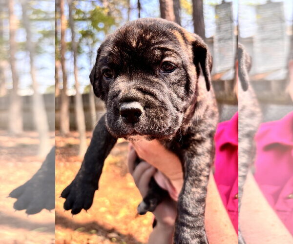 Medium Photo #3 Labrador Retriever-Unknown Mix Puppy For Sale in Holly Springs, NC, USA