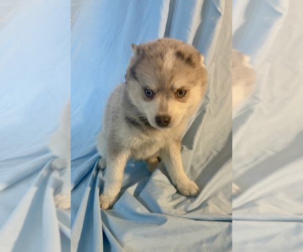 Medium Photo #8 Pomsky-Shiba Inu Mix Puppy For Sale in NASHUA, NH, USA