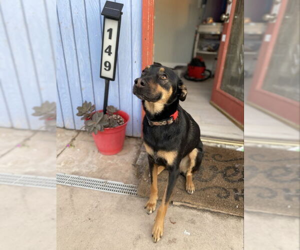 Medium Photo #4 German Shepherd Dog-Unknown Mix Puppy For Sale in San Diego, CA, USA