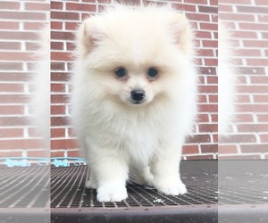 Pomeranian Puppy for sale in DAWSONVILLE, GA, USA