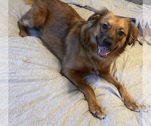 Medium Photo #2 Australian Shepherd-Unknown Mix Puppy For Sale in COLUMBIA, MD, USA