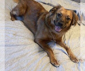 PENNY (COURTESY POST) - Female Australian Shepherd-Unknown Mix Dog for Adoption - Photo #2