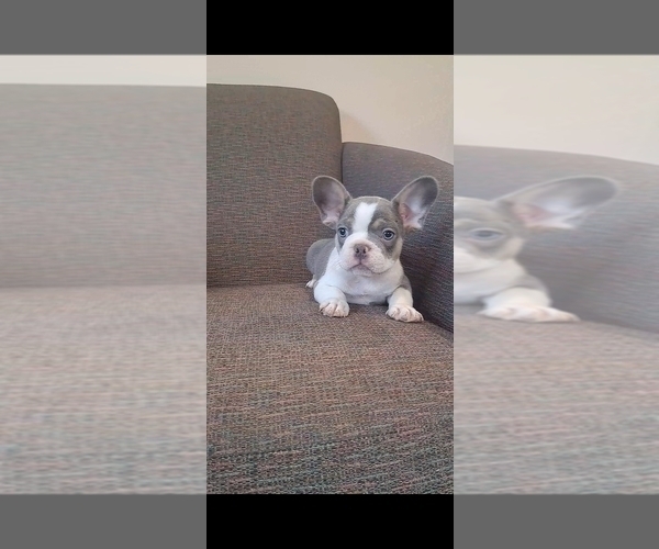 Medium Photo #7 French Bulldog Puppy For Sale in BREMEN, IN, USA