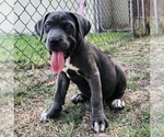 Small Photo #6 Cane Corso Puppy For Sale in SOUTH GATE, CA, USA