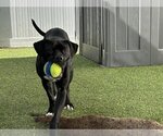 Small Photo #4 American Pit Bull Terrier Puppy For Sale in Pompano Beach , FL, USA