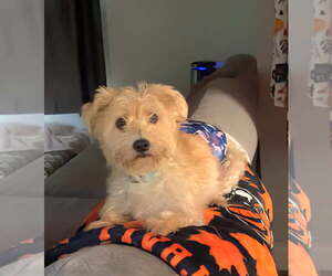 Havanese-Unknown Mix Dogs for adoption in Alexandria, KY, USA