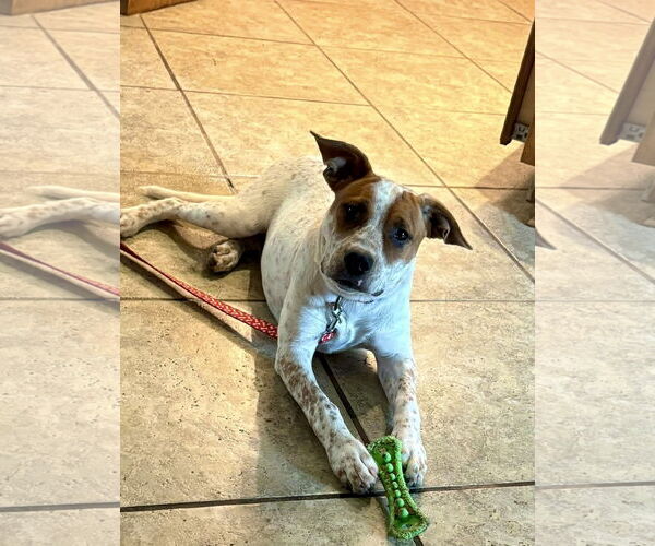Medium Photo #3 Red Heeler-Unknown Mix Puppy For Sale in Omaha, NE, USA