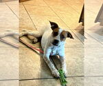 Small #2 Red Heeler Mix