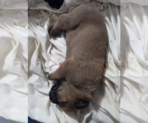 Medium Anatolian Shepherd-English Mastweiler Mix