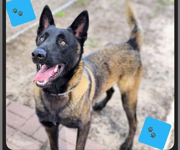 Medium Photo #1 Mutt Puppy For Sale in Imlay City, MI, USA