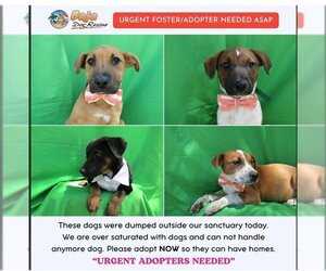 Mutt Dogs for adoption in San Diego, CA, USA